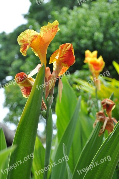 Flowers Maldives Tropical Free Photos