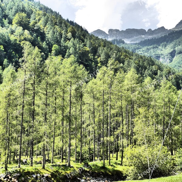 Lark Forest Ticino Trees Green