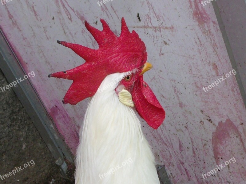 Cock Chicken Bird Farm Animal