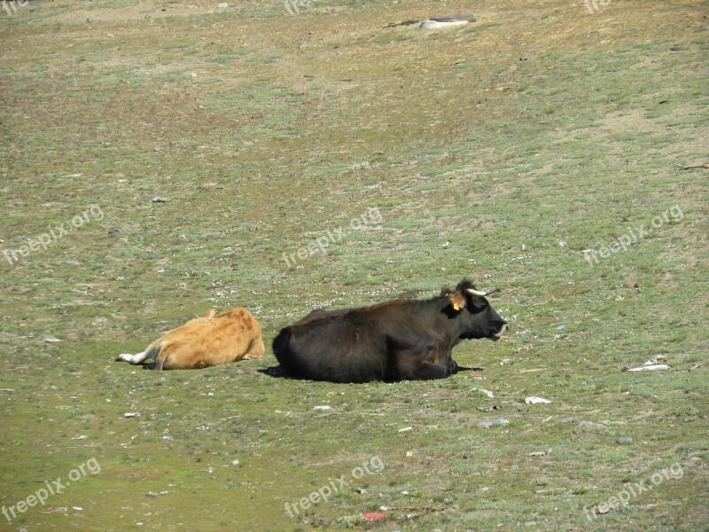 Cows Field Toro Free Photos