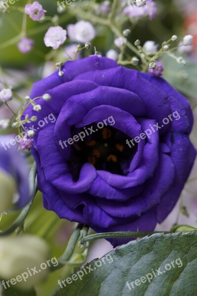 Purple Flower Blossom Bloom Bouquet