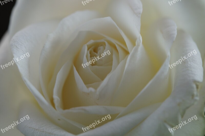 Rose White Flower Blossom Bloom