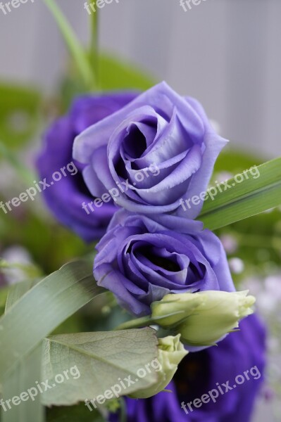 Purple Flower Blossom Bloom Bouquet