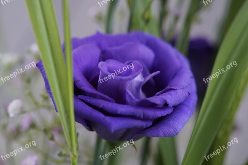 Purple Flower Blossom Bloom Bouquet