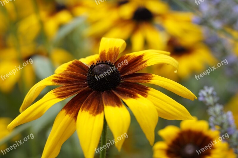 Coneflower Close Up Flower Summer July