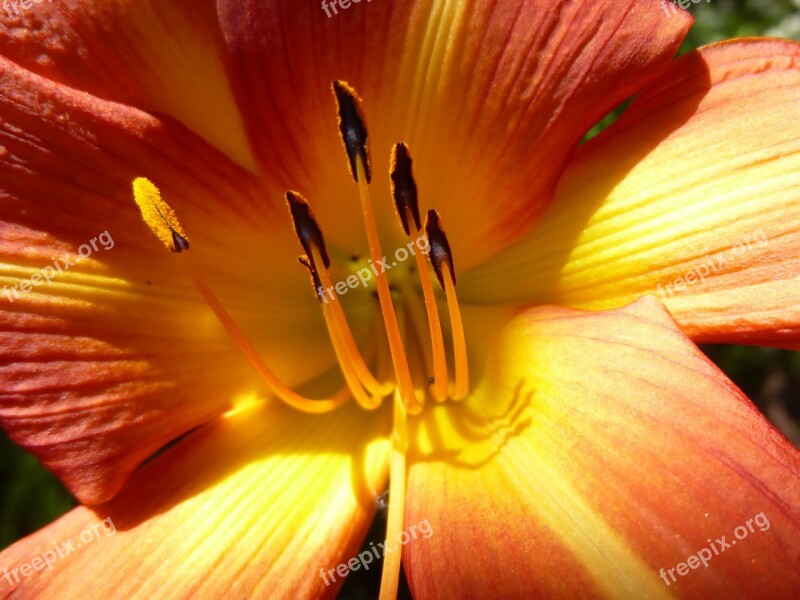 Amarillis Flower Blossom Bloom Flowering Stems