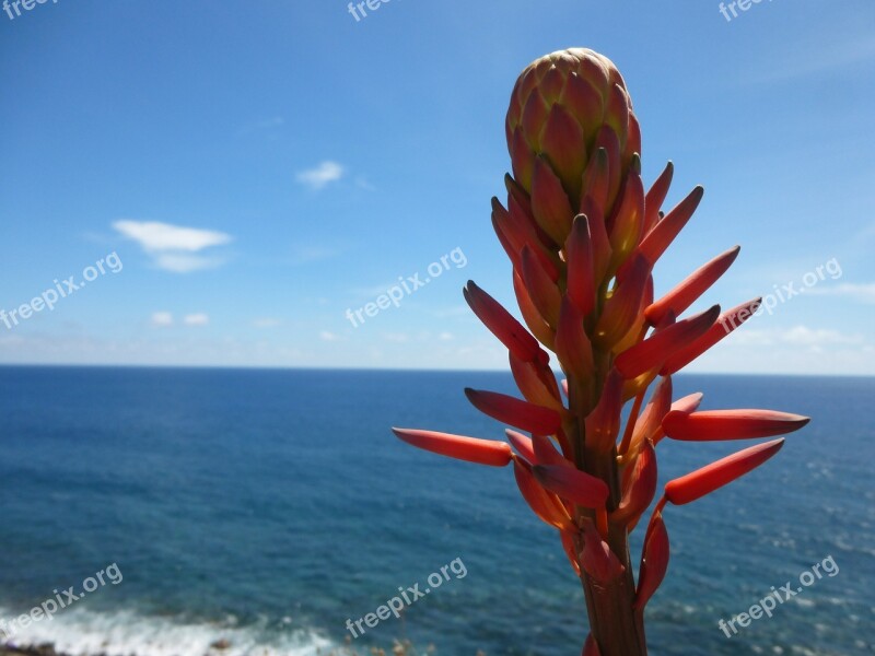 Tree Aloe Flower Blossom Bloom Red