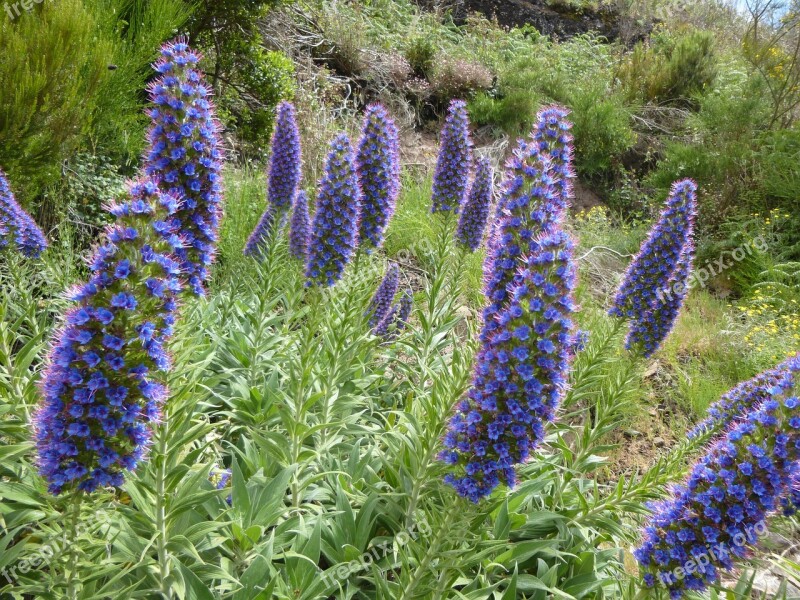 Compression-shaped Snake Head Snake Head Flowers Madeira Blue