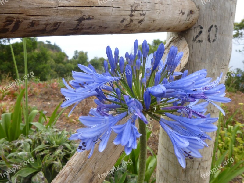 Agapanthus Blue Flower Wood Fence Blossom