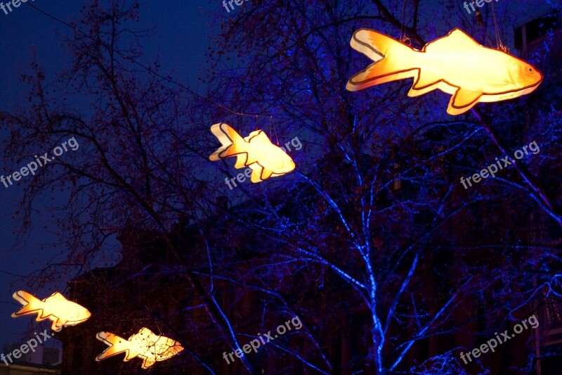 Lamps Lighting Fish Night Orange