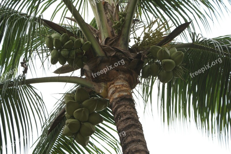 Plant Landscape Scenic Palm Coconut