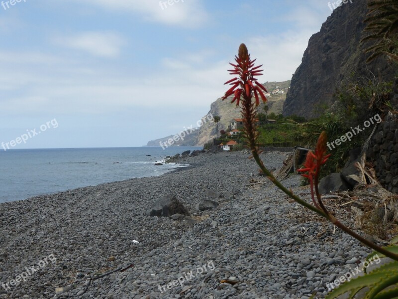 Beach Atlantic Flowers Madeira Rock