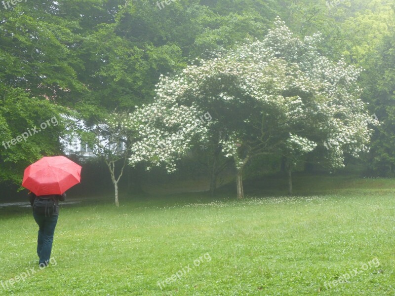 Umbrella Rain Rainy Weather Woman Stand In The Rain