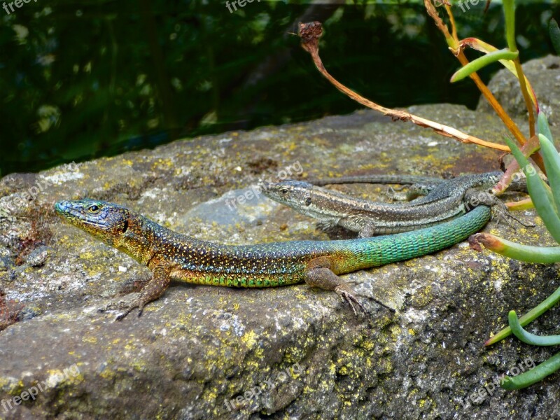 Lizards Couples Nature Animals Free Photos