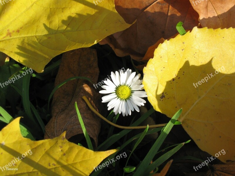 Daisy Leaf Autumn Weather Yellow Free Photos