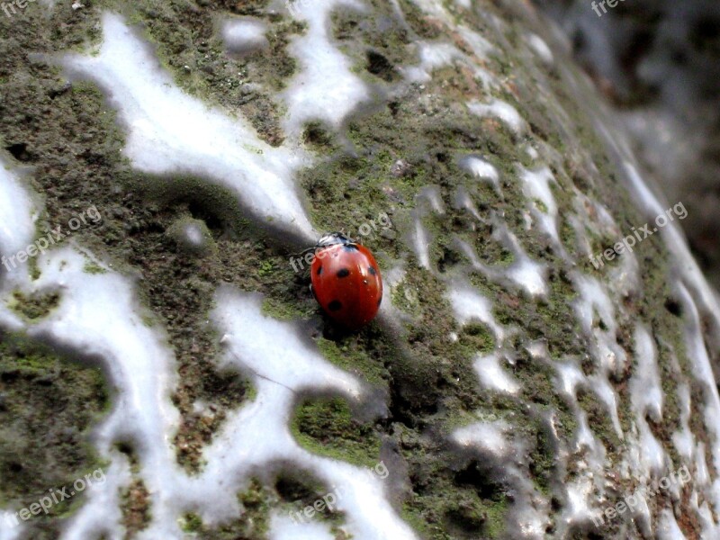 Ladybug Insect Dots Red Free Photos