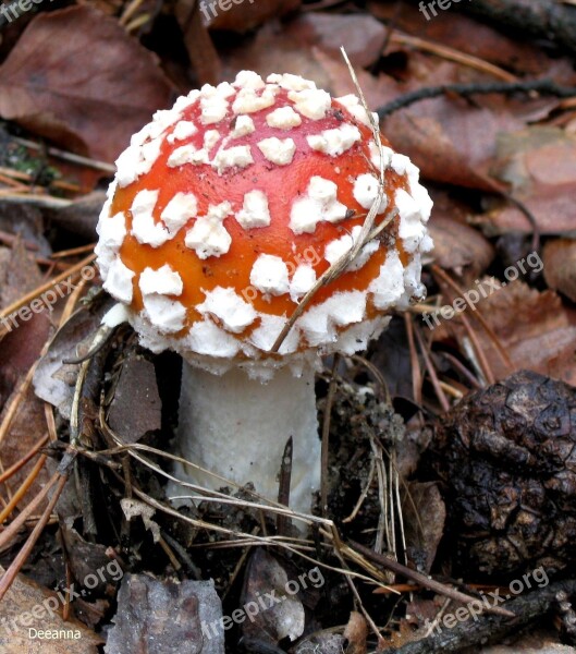 Fly Agaric Red Amanita Forest Red Free Photos