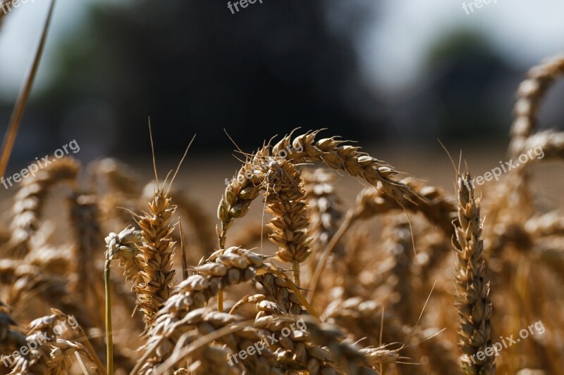 Cornfield Wheat Wheat Field Rye Grain