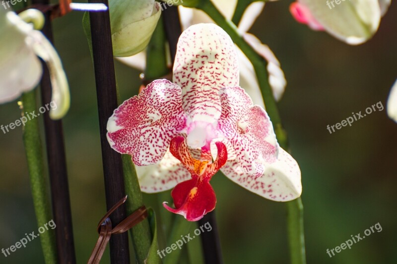 Orchid Leaf Blossom Bloom Beautiful