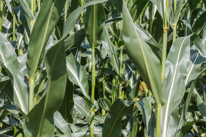 Cornfield Corn Plant Nature Background