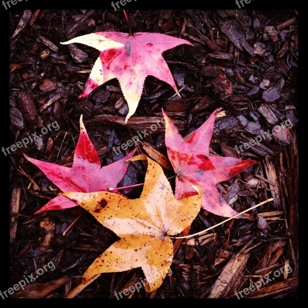 Autumn Leaves Fall Color Nature