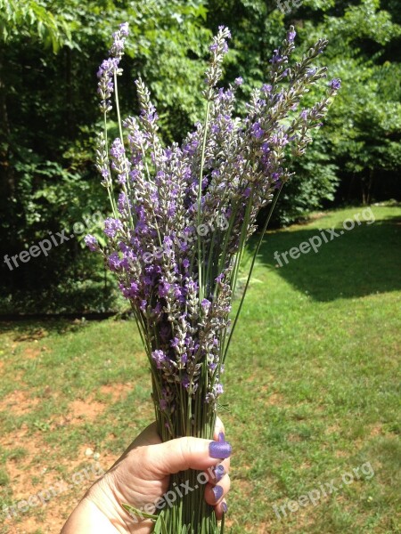 Lavender English Herbs Summer Flowers