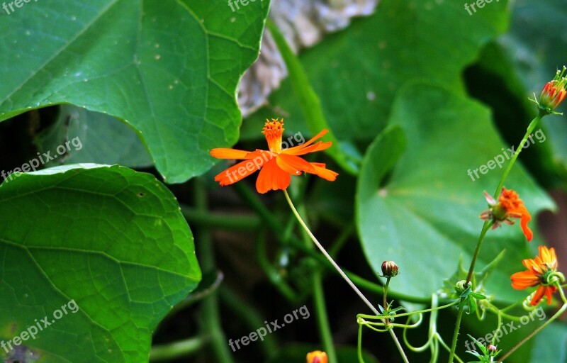 Cosmos Flower Flower Cosmos Orange Dainty