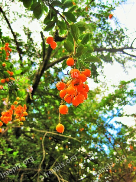 Duranta Berries Tree Duranta Berries Seeds