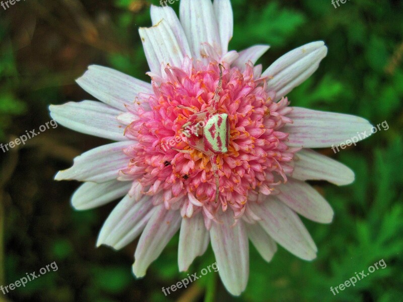 Pink Daisy Flower Daisy Pink Spider