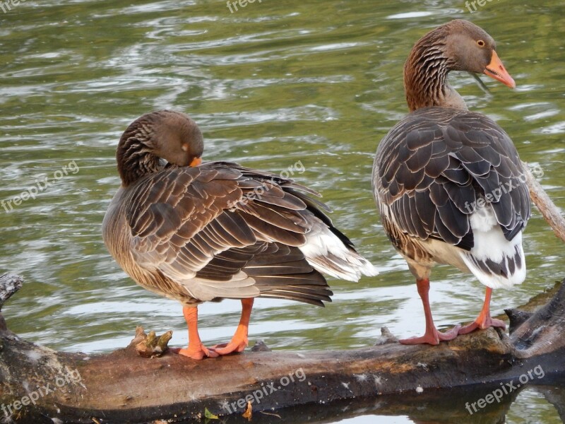 Ducks Geese Wild Birds Birds Free Photos