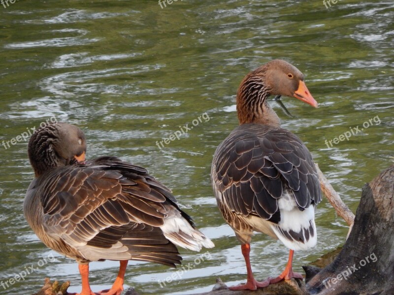 Ducks Geese Wild Birds Birds Free Photos