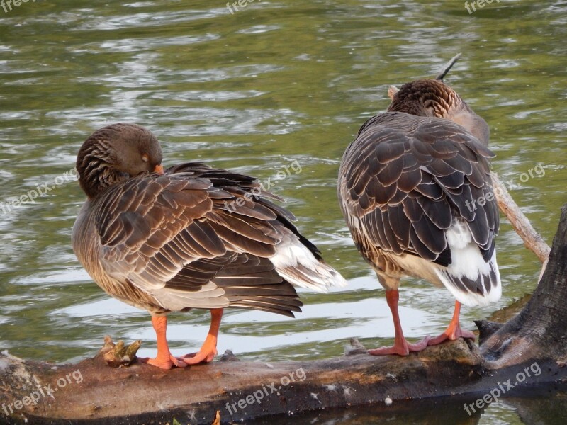 Ducks Geese Wild Birds Birds Free Photos