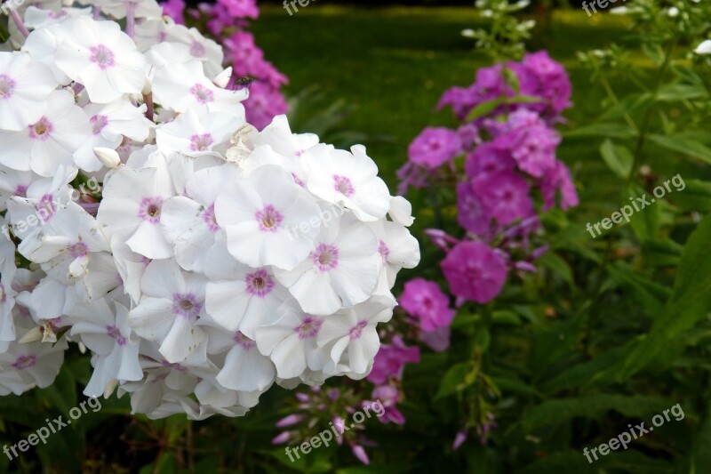 Phlox Flame Flower Plant White Pink