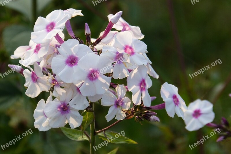 Phlox Flame Flower Plant White Pink