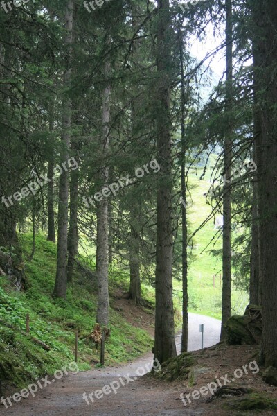 Forest Path Green Nature Landscape