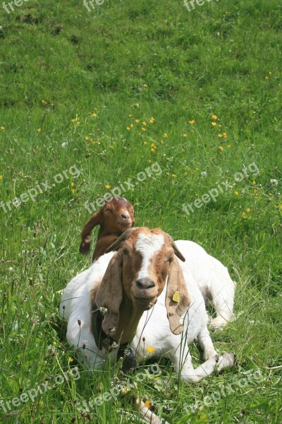 Goat Kid Farm Animal White