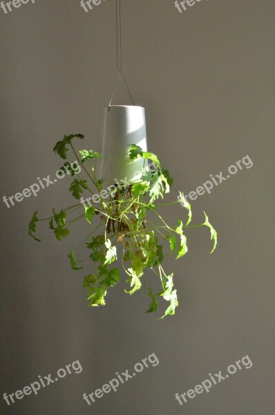 Zitronengeranium Plant Hanging Green Houseplant