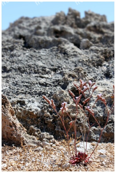 Trockenblume Rock Faded Composites Flower