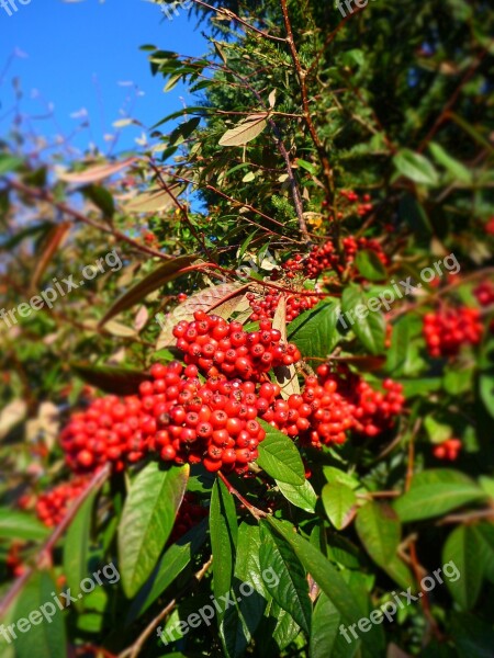 Rowan Tree Nature Berry Rowanberry