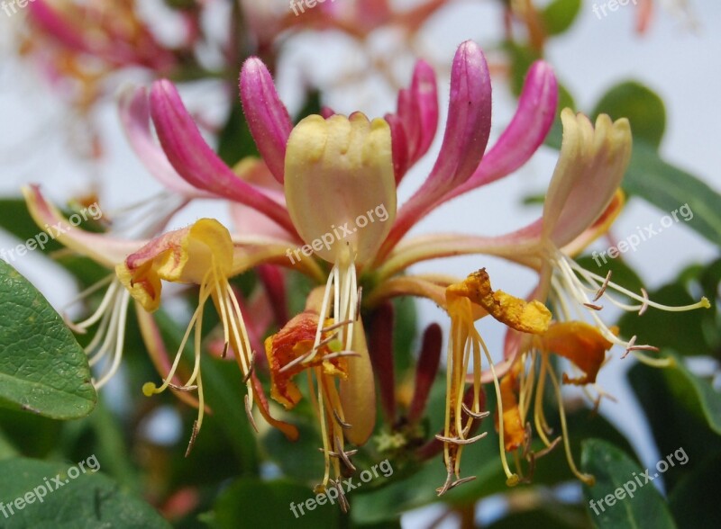 Honeysuckle Lonicera Close-up Flower Summer