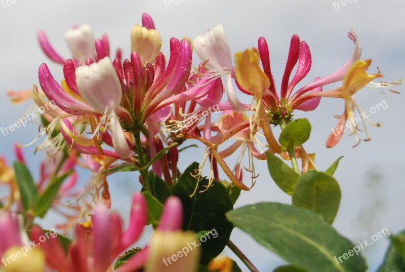 Honeysuckle Lonicera Close-up Flower Summer