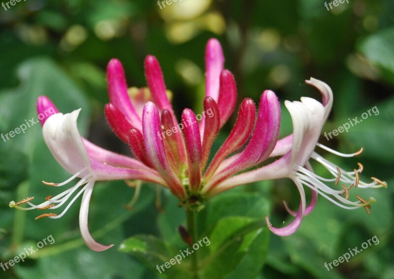 Honeysuckle Lonicera Close-up Flower Summer