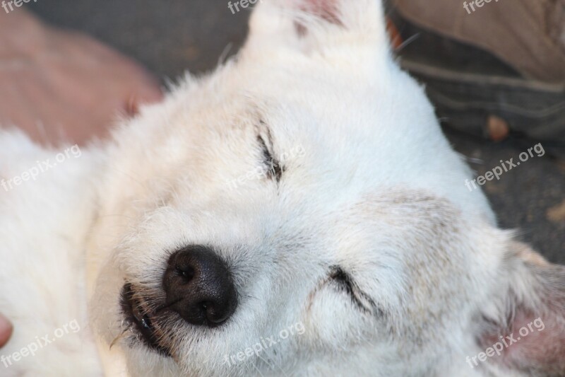 Dog White Small Dog Head Portrait