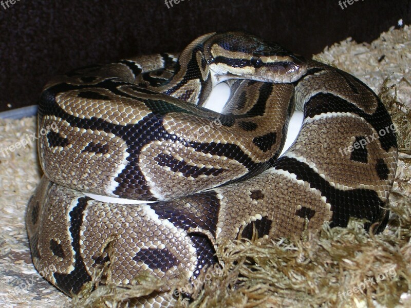 Ball Python Python Regius Snake Reptile Constrictor