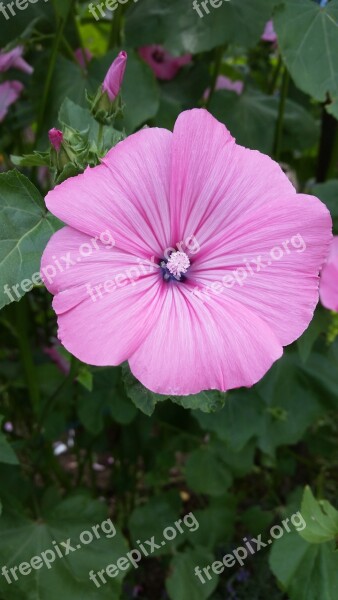 Flower Blossom Bloom Pink Close Up