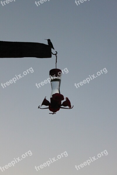 Silhouette Dusk Hummingbird Hummingbird Feeder Feeder