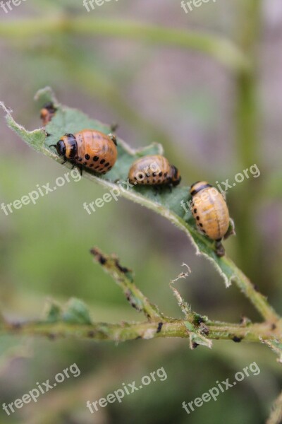 Potato Potato Plant Plant Infestation Infest