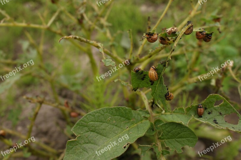 Potato Potato Plant Plant Infestation Infest