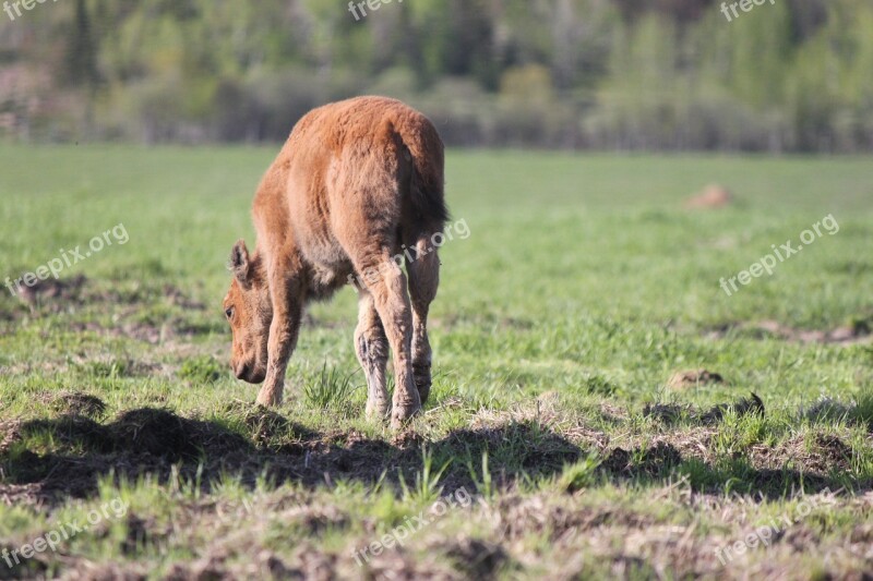 Buffalo Baby Buffalo Young Buffalo Walking Calf