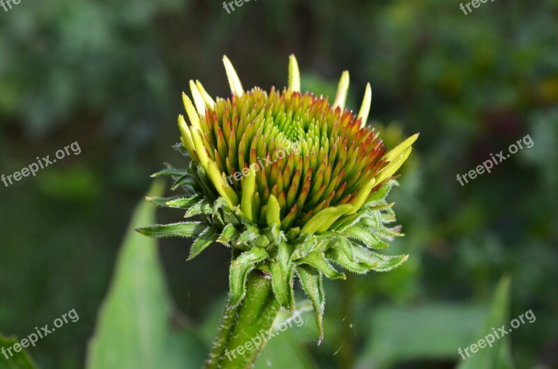 Pointed Flower Flower Blossom Bloom Plant